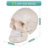 Skillssist Numbered Human Skull Model - Life Size Medical Quality Anatomical Model with 3 Parts and Painted Sutures - Ideal for Medical Students and Science Education