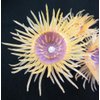 Aquarium Fish Tank Silicone Sea Anemone OrnamentMI202PI