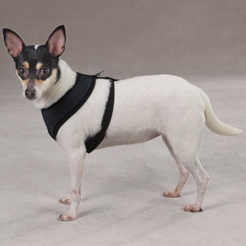 Casual Canine Mesh Dog Harness, Small, Black
