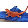 Hammock for Bearded Dragons, Starry Night fabric with suction cup hooks