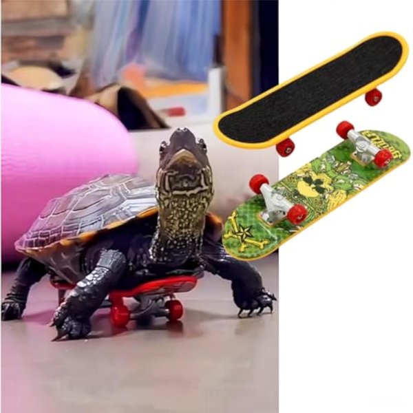 MANON ROSA Real Turtle Pet Toy Mini Skateboard Scooter Accessory for Bearded Dragon Parrot Reptile Small Animals (Small)