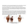 The Wise are not just men Belgian Horse Christmas Cards - 10 cards with white envelopes