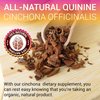 HERBALICIOUS Quinine Capsules - Cinchona Officinalis Bark Herbal Supplement for Muscle, Cramp Defense and Overall Digestive Health - All-Natural Quinine Sulfate Pills, 500mg per Capsule, 100 Tablets