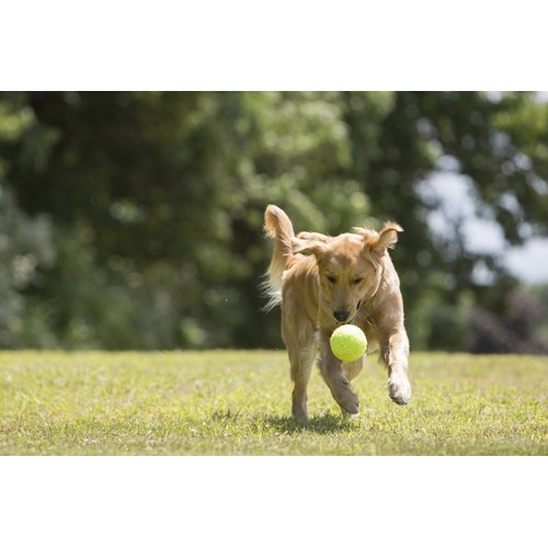 PetSport Giant Tuff Ball Dog Toy, 4 Inch, Safe for Teeth