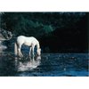 HoofPrints 12 Assorted Equine Horse Sympathy Cards Veterinarian Farrier Rescue