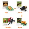 Montessori Life Cycle Animal Figures with Flash Cards, Realistic Animal Figurines Toy, Animal Match Set with Butterfly Frog Ladybug, Educational Matching Game for 3+ year old Toddlers Kids (Ladybug)