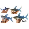 Set of 3 Jumbo Grow an Animal in Water - Shark, Lizard, Frog - Grows - Fun Sea Critter Toy Bath Fun Science Expanding Novelty Magic Absorbent Polymer Toy (Random Colors)