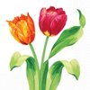 Amscan Bright Tulips Beverage Napkins, 16 Ct. | Party Tableware