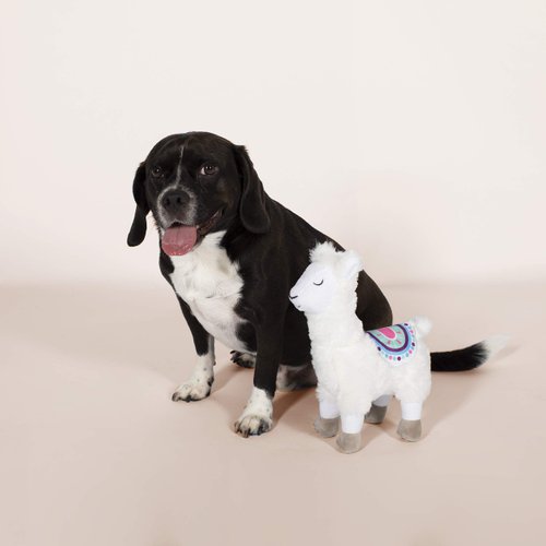 FRINGE STUDIO Dog Toy, No Drama Llama Pet Toy (289325)