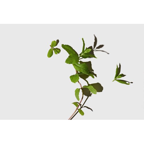 LATHER Appoint-Mint - Gentle Daily Moisturizing Shampoo, Detangler Conditioner & Leave-In Conditioning Mask Set - Sulfate-Free for All Hair Types