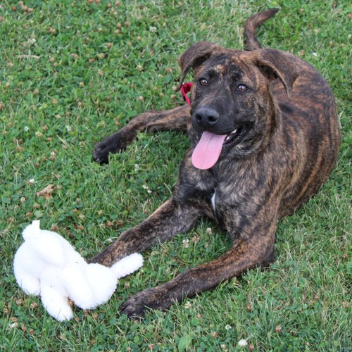 SPOT Vermont Style Fleece Rabbit Dog Toy - Soft Squeaky Plush Comfort Toy for Small & Medium Dogs and Puppies, Ideal for Light Chewers - 6in