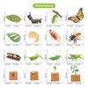 Volnau Animal Figurines Toys 16PCS Life Cycle Set Plant Locust Butterfly Caterpillars Bee Animal Figures for Toddlers Kids Decorations Preschool Educational Prop