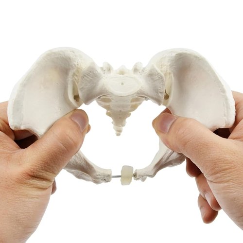 Miasazyr Pelvis Model - Flexible Female Pelvis Anatomy Model Human Skeleton Model 1:2 Mini Hip Bone Pelvic Anatomical Model, Training Teaching Tool for Gynecology Midwife, Sales Reps