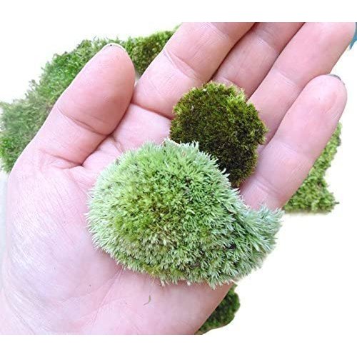 Tin Roof Treasure Live Terrarium Moss Assortment