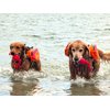 Bark Brite The Chewy Buoy Water Dog Toy