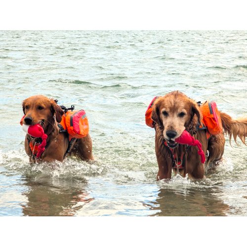 Bark Brite The Chewy Buoy Water Dog Toy