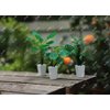 iLAND Dollhouse Accessories of Miniature Plants, Mini Dollhouse Plants DIY Kits 1/12 Scale Accessories DIY Projects