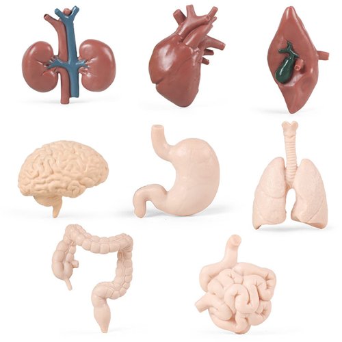8PCS Human Organs Model Mini Human Body Parts Anatomy Toys for Kids, Anatomy Models Physiology Study Tools Students Sciences Learning Kit