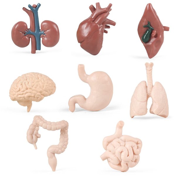 8PCS Human Organs Model Mini Human Body Parts Anatomy Toys for Kids, Anatomy Models Physiology Study Tools Students Sciences Learning Kit