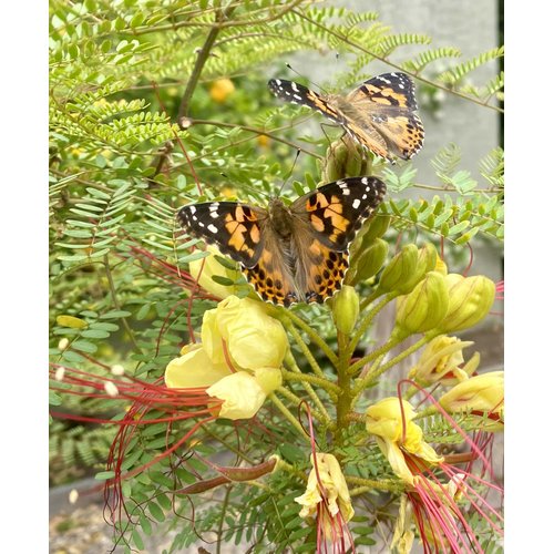 Insect Lore Butterfly Garden Kit, Painted Lady Butterfly Kit with Voucher for Live Caterpillars, Butterfly Habitat, STEM Journal & More