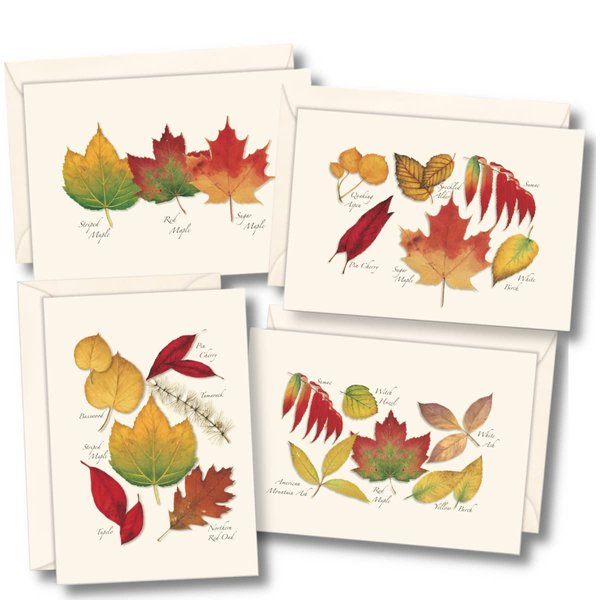 Earth Sky + Water - Fall Foliage Assortment Notecard Set - 8 Blank Cards with Envelopes (2 each of 4 styles)