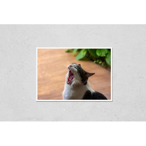 HardPress Wall Art Poster Print of Cat with Wide Open Mouth, Pet, Open Mouth, Funny Cat,Cat Yawns