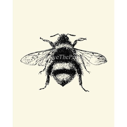 Bee Dragonfly Butterfly Wall Art Prints set of 3 Prints 8x10 - Unframed - Beautiful Black and White Illustration Ivory Natural Background Home Room Decor