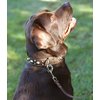 Genuine 1.6" Wide Thick Leather Studs Dog Collar Brown. Fits 19"-24" Neck, Rottweiler, Pit Bull.