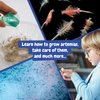 Science4you Artemias Aquatic Sea Creatures (Triops Family) - Grow Your Own Water Dragons Kit, Aqua Eggs Included, Science Kit for Kids Age 6 7 8+, Science Game, Toy and Gift for 8+ Boys & Girls