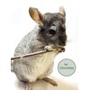 ECOVENIK Apple Sticks 120 gram Rabbit & Hamster Chew Toys - 100% Natural & Organic Chinchilla Food, Treats for Guinea Pig, Squirrels, Parrots & Other Small Animals (Made in Ukraine)