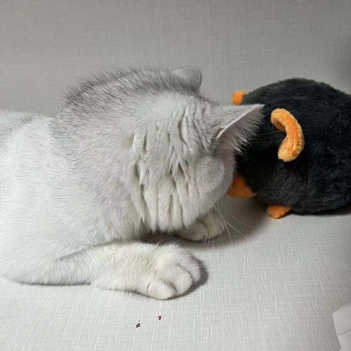 Catnip Toy for Cats