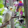 Mandarin Bird Toys 1020 Paci Spoon Beater by M&M Handcrafted Pleasantly Noisy Hanging Bird Toy, Shiny Stainless Steel Spoons, Beautiful Acrylic Pacifiers, Perfect for Small Pets Budgie Finch Canary
