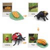 Generic Ladybug Growth Cycle, Ladybug Figurine Ladybug Life Cycle Model Set with 4 Instruction Cards, Animal Growth Cycle Biological Model, Early Education Animal Figures for Kids