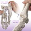 Evotech Scientific Human Foot and Ankle Model, Life Size Medical Anatomy Foot Skeleton Model W/Tibia Fibula, Right, Fully Articulated, Human Skeleton Model for Medical Study & Science Classroom