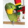 Litewoo Bird Parrot Parakeet Toys, Colorful Bite Wood Swing Toy for Small Medium Parakeet Cockatiel Budgie Cockatoo Macaw Conure Parrot（C）
