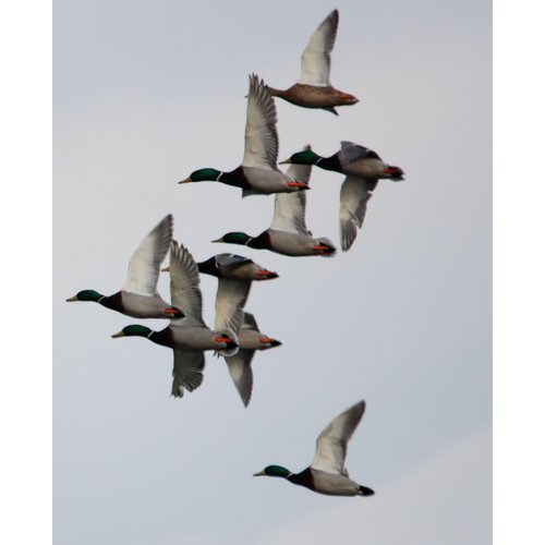 Primos Hunting 805 Duck Call, Easy Mallard Single Reed