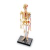 Learning Resources Skeleton Model, Miniature Model, Easy to Manipulate, 41-Piece Model, Ages 8+ Multi-color, 9.2 inches tall
