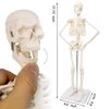 2024 Newest Design Human Skeleton Model for Anatomy,17.7“ High Scientific Anatomy Human Body Model,with Movable Arms and Legs Bones Structures,Whole Spine and Ribs of The Skeleton Model are Integrated
