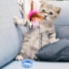 Cat Teaser Wand Toy, Cat Teasing Wand Collar Silicone Adjustable Cat Wand Toy Feather with Bell Cat Interactive Teaser Toys for Indoor Cat Kittens Playing Exercise (Blue)
