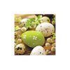 AM Decor Easter Luncheon Paper Napkins 20-Count Dinner Paper Napkins Servilities13" x 13"(Unfolded) (Eggs Among Catkins)