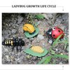 Generic Ladybug Growth Cycle, Ladybug Figurine Ladybug Life Cycle Model Set with 4 Instruction Cards, Animal Growth Cycle Biological Model, Early Education Animal Figures for Kids