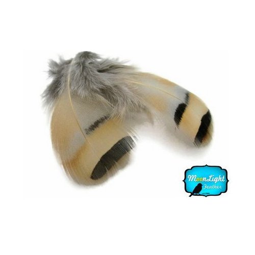 Partridge Feathes, Natural Feathers ; Chukar Partridge Hen Feather - 0.10 Ounce Pack