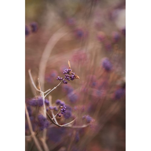 AttractionOil.com Women's - Lilac & Gooseberry Scented Pheromone Oil (Roll On)