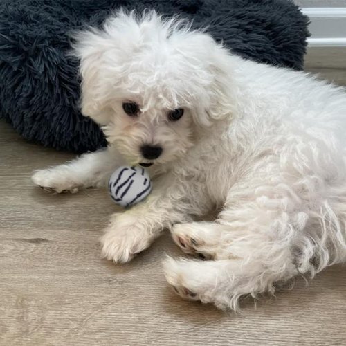 insum Squeaky Tennis Balls for Dogs Colorful Easy Catching Pet Dog Balls 4 Pack (Squeak-2.5inch-Leopard)