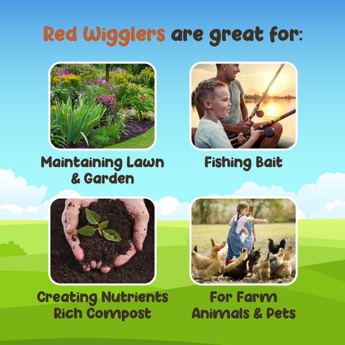 WWJD Worms Red Wigglers Composting Worms - 1/2lb (500 Count) - Red Wiggler Worm Farm for Fishing, Red Worms for Composting Bin, Red Composting Worms for Garden, Farm Soil - Red Wigglers Worms
