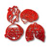 Human Tissue Anatomy Cookie Cutter (Set of 4)