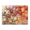 Galison Vibrant Seashells – Christine Chitnis 1000 Piece Puzzle Featuring Chromatic Seashell Arrangement On Sand