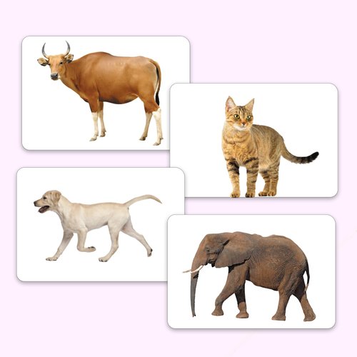 hungry brain Flash Cards for Toddlers, 24 Domestic Animals Flashcards, Double-Sided, Montessori, Educational, Kindergarten - Preschool Learning Activities, Gifts for Kids, 1, 2, 3, 4 Years Babies