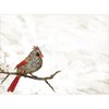 Tree-Free Greetings Happy Holidays Cards and Envelopes, Winter Card Set, 5 x 7 Inch Cards, Winter Box Set of 10, Cardinals Flitting, (HB93541)