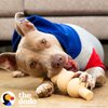 The Dodo Eco-Friendly Dental Dog Chew Toy, Peanut Butter Flavor; Bamboo Mixed Material Dog Toy, Durable and Easy to Grip Shape Dog Chewer Toy
